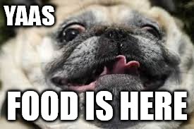 Fat Pug | YAAS; FOOD IS HERE | image tagged in pugs | made w/ Imgflip meme maker