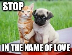 Pug and cat | STOP; IN THE NAME OF LOVE | image tagged in cute | made w/ Imgflip meme maker