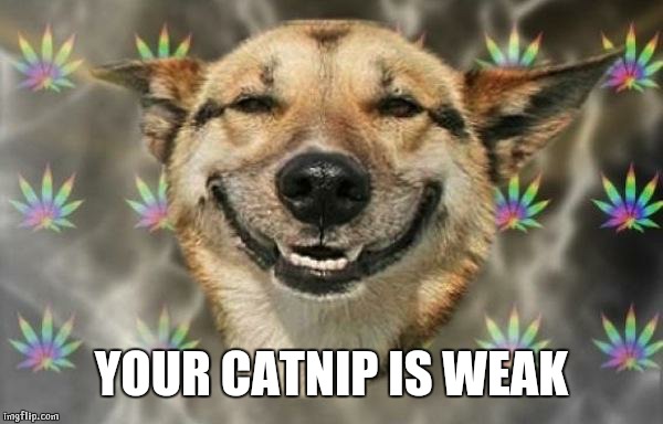 stoned dog |  YOUR CATNIP IS WEAK | image tagged in stoned dog | made w/ Imgflip meme maker