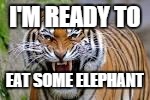 tiger!!!!! | I'M READY TO; EAT SOME ELEPHANT | image tagged in tiger | made w/ Imgflip meme maker