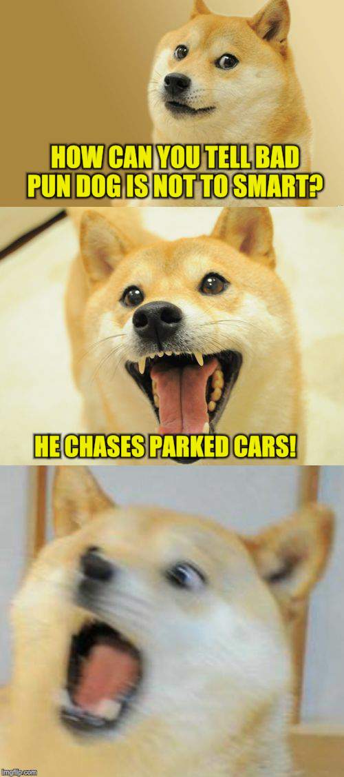 Bad Pun Doge | HOW CAN YOU TELL BAD PUN DOG IS NOT TO SMART? HE CHASES PARKED CARS! | image tagged in bad pun doge,bad pun dog,funny meme,funny memes,jokes,laugh | made w/ Imgflip meme maker