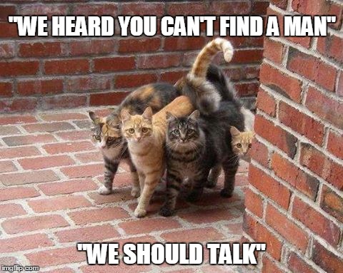 findaman | "WE HEARD YOU CAN'T FIND A MAN"; "WE SHOULD TALK" | image tagged in talk,cats | made w/ Imgflip meme maker