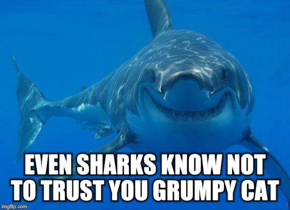 EVEN SHARKS KNOW NOT TO TRUST YOU GRUMPY CAT | made w/ Imgflip meme maker