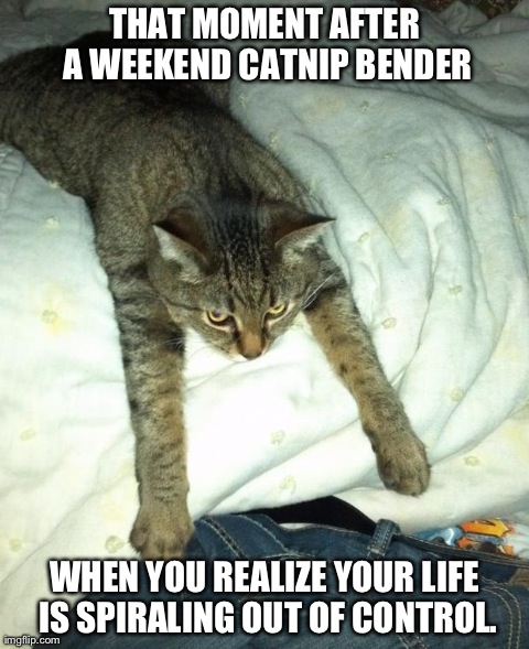 image tagged in sulking cat | made w/ Imgflip meme maker