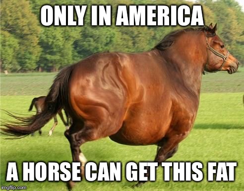 ONLY IN AMERICA; A HORSE CAN GET THIS FAT | image tagged in believe | made w/ Imgflip meme maker