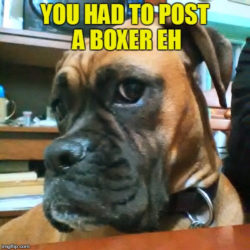 YOU HAD TO POST A BOXER EH | made w/ Imgflip meme maker