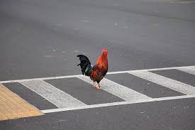 Chicken cross road Blank Meme Template