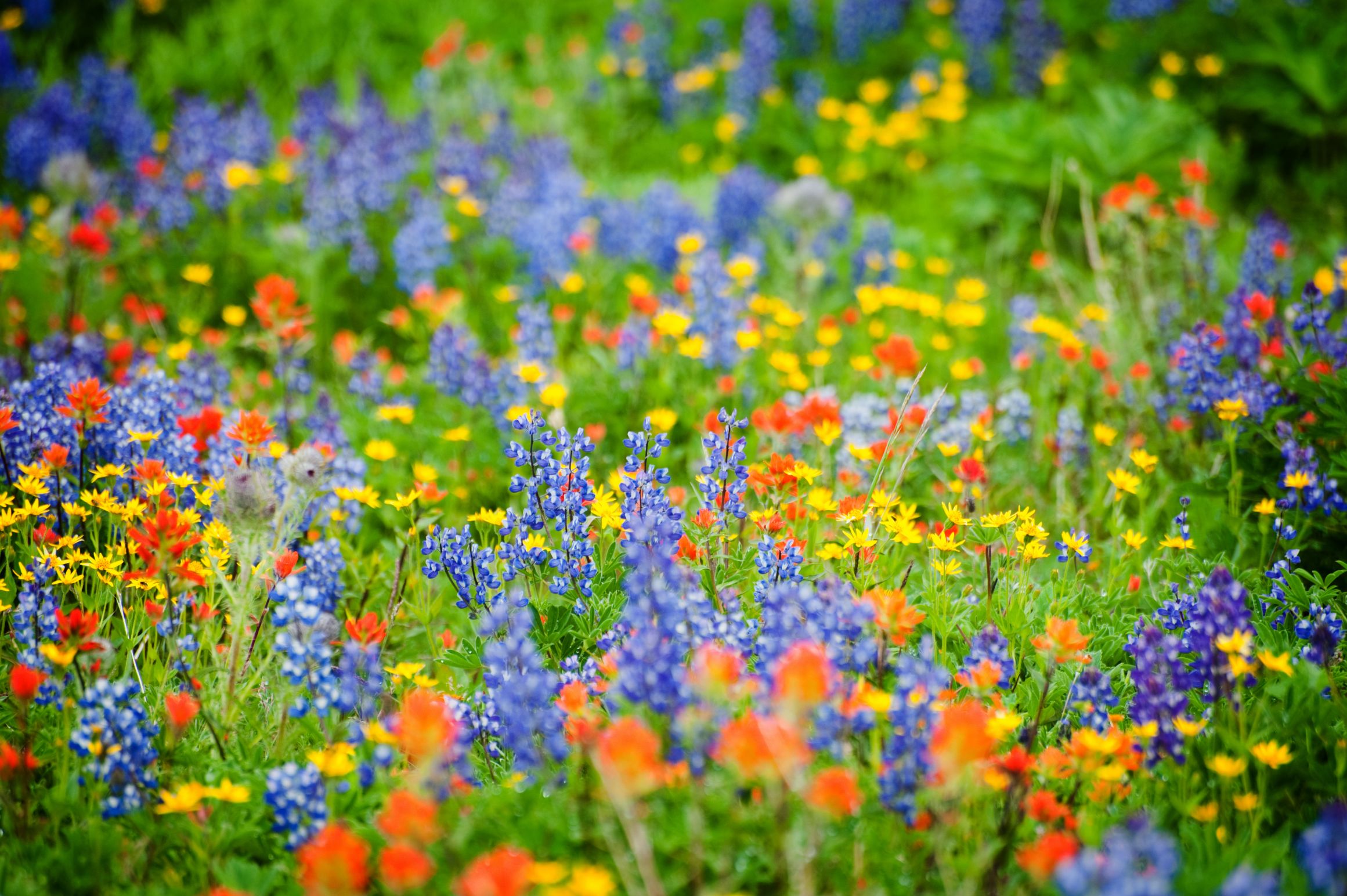 High Quality Wildflowers Blank Meme Template