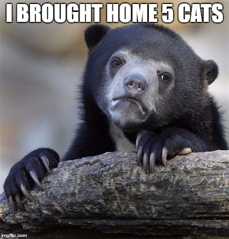Confession Bear Meme | I BROUGHT HOME 5 CATS | image tagged in memes,confession bear | made w/ Imgflip meme maker