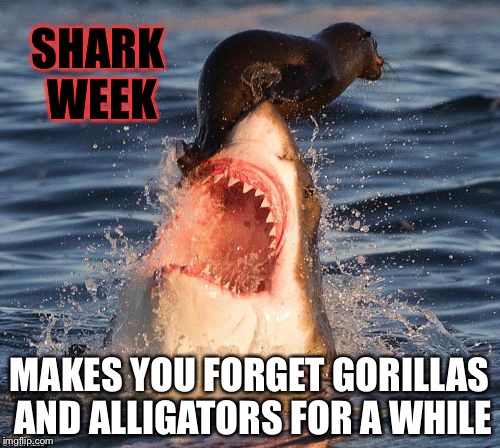 Shark Week | SHARK WEEK; MAKES YOU FORGET GORILLAS AND ALLIGATORS FOR A WHILE | image tagged in memes,travelonshark,shark week,funny | made w/ Imgflip meme maker