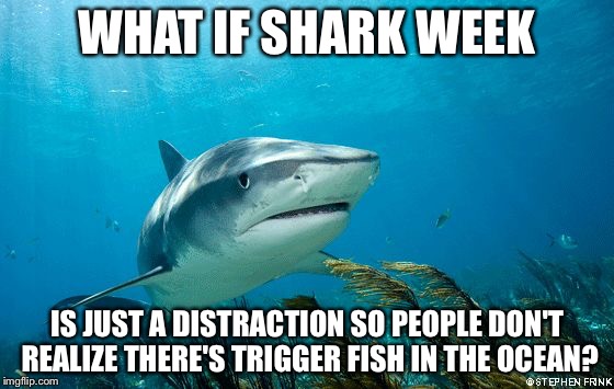 Conspiracy Shark | WHAT IF SHARK WEEK; IS JUST A DISTRACTION SO PEOPLE DON'T REALIZE THERE'S TRIGGER FISH IN THE OCEAN? | image tagged in conspiracy shark,memes,shark,sharks,animals,contradiction | made w/ Imgflip meme maker