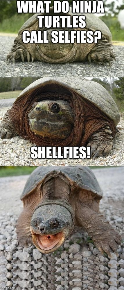 Bad Pun Tortoise | WHAT DO NINJA TURTLES CALL SELFIES? SHELLFIES! | image tagged in bad pun tortoise | made w/ Imgflip meme maker