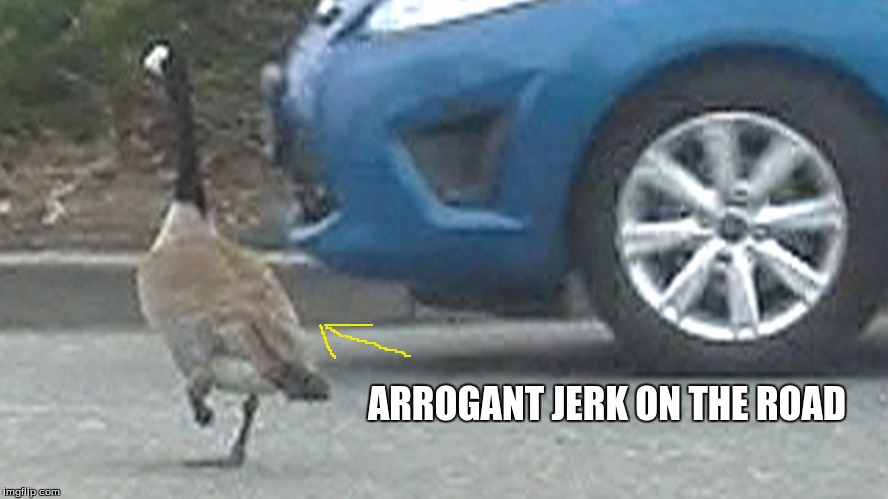 You Know You Have Wings Right? | ARROGANT JERK ON THE ROAD | image tagged in goose,road rage,canadian goose,canadian geese,crossing the road | made w/ Imgflip meme maker