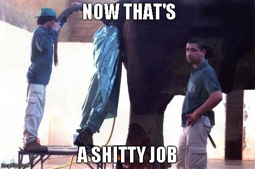 a shitty job | NOW THAT'S; A SHITTY JOB | image tagged in job | made w/ Imgflip meme maker