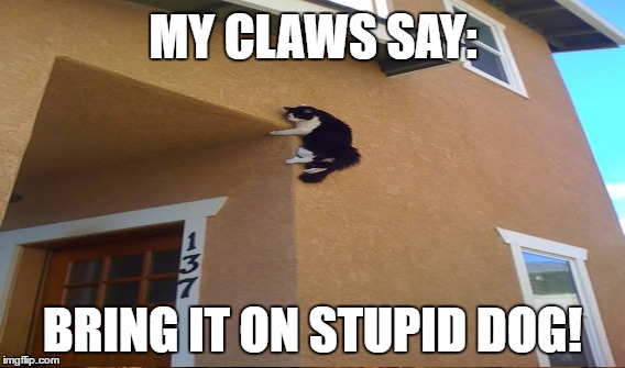 MY CLAWS SAY: BRING IT ON STUPID DOG! | made w/ Imgflip meme maker