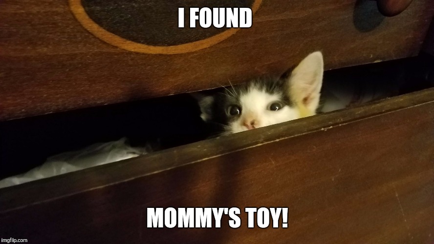 The Toy | I FOUND; MOMMY'S TOY! | image tagged in cat,funny | made w/ Imgflip meme maker