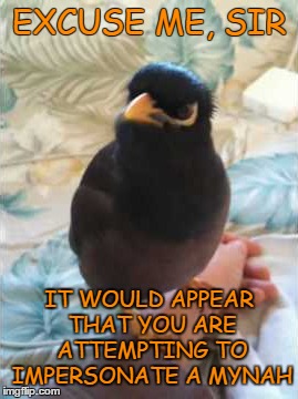 EXCUSE ME, SIR IT WOULD APPEAR THAT YOU ARE ATTEMPTING TO IMPERSONATE A MYNAH | made w/ Imgflip meme maker