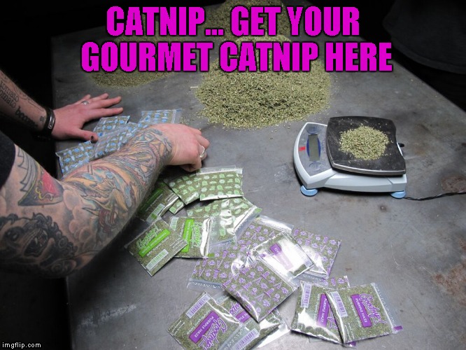 CATNIP... GET YOUR GOURMET CATNIP HERE | made w/ Imgflip meme maker