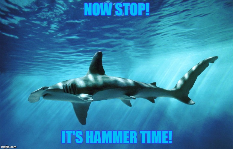 Happy Shark Week everyone! | NOW STOP! IT'S HAMMER TIME! | image tagged in hammerhead shark,trhtimmy,memes,hammertime | made w/ Imgflip meme maker