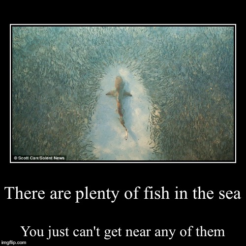 image tagged in funny,demotivationals,shark,plenty of fish in the sea | made w/ Imgflip demotivational maker
