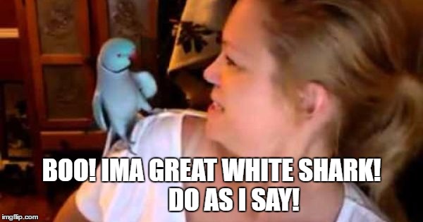 parrot shark | BOO! IMA GREAT WHITE SHARK!         DO AS I SAY! | image tagged in shark | made w/ Imgflip meme maker