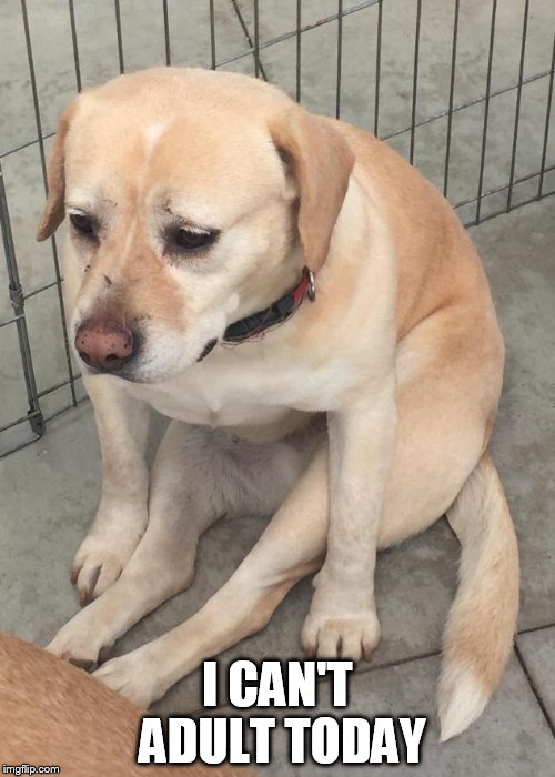 dog | I CAN'T ADULT TODAY | image tagged in depressing | made w/ Imgflip meme maker