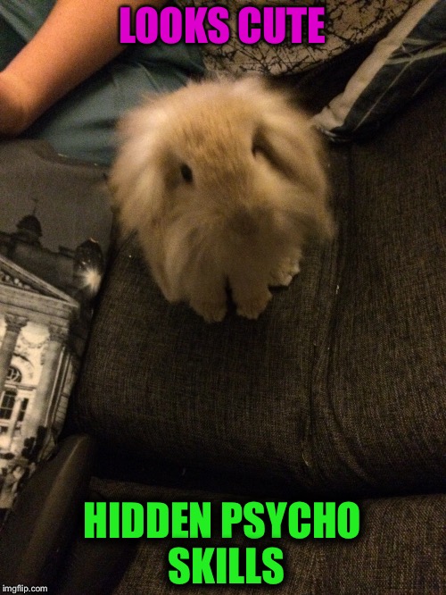 Psycho McFly  | LOOKS CUTE; HIDDEN PSYCHO SKILLS | image tagged in psycho,rabbit | made w/ Imgflip meme maker