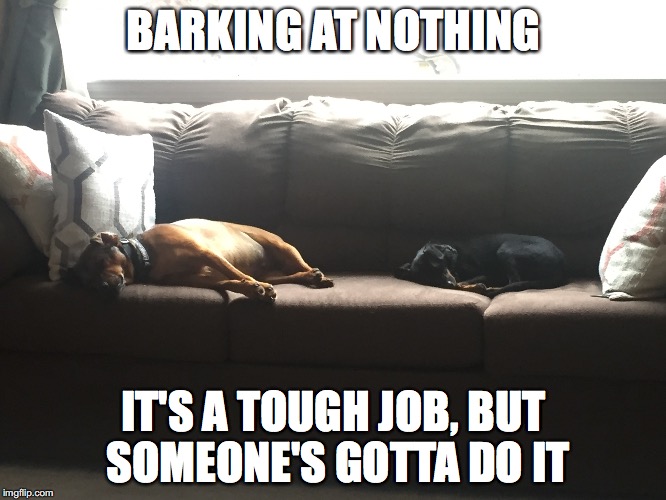 Ben and Barney | BARKING AT NOTHING; IT'S A TOUGH JOB, BUT SOMEONE'S
GOTTA DO IT | image tagged in dogs barking,napping,sofa,lazy | made w/ Imgflip meme maker