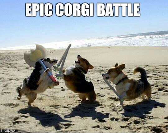 EPIC CORGI BATTLE | image tagged in corgi,battle,battles,corgi battle,funny,puppies | made w/ Imgflip meme maker