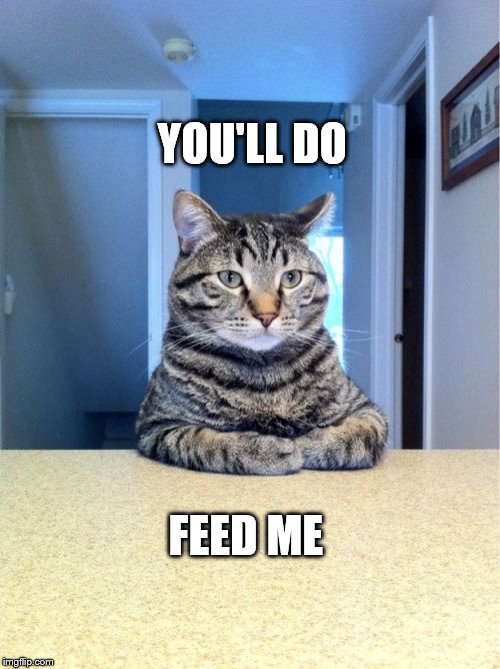 Take A Seat Cat | YOU'LL DO; FEED ME | image tagged in memes,take a seat cat | made w/ Imgflip meme maker