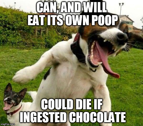 Cursed by nature |  CAN, AND WILL EAT ITS OWN POOP; COULD DIE IF INGESTED CHOCOLATE | image tagged in angry dogs | made w/ Imgflip meme maker