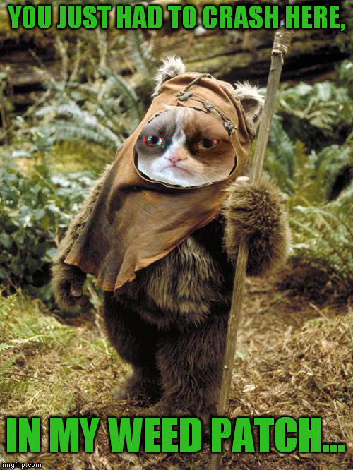 Grumpy Ewok | YOU JUST HAD TO CRASH HERE, IN MY WEED PATCH... | image tagged in grumpy ewok,star wars,memes,rotj,cannabis,grumpy cat | made w/ Imgflip meme maker