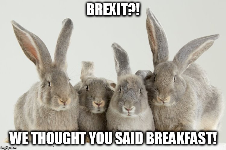 Brexit? | BREXIT?! WE THOUGHT YOU SAID BREAKFAST! | image tagged in brexit,bunny | made w/ Imgflip meme maker