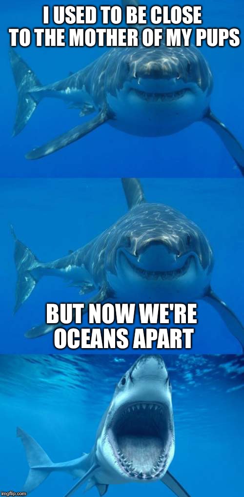 Bad Shark Pun  | I USED TO BE CLOSE TO THE MOTHER OF MY PUPS; BUT NOW WE'RE OCEANS APART | image tagged in bad shark pun | made w/ Imgflip meme maker