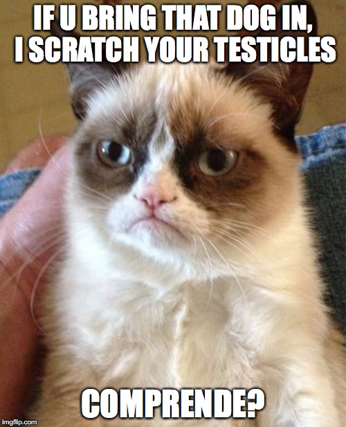 My pets back at it again with the savagery. | IF U BRING THAT DOG IN, I SCRATCH YOUR TESTICLES; COMPRENDE? | image tagged in memes,grumpy cat | made w/ Imgflip meme maker