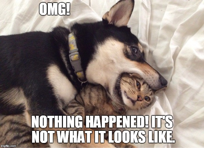 So wrong... | OMG! NOTHING HAPPENED! IT'S NOT WHAT IT LOOKS LIKE. | image tagged in nothing happened catdog,funny memes,memes,funny,cats,dogs | made w/ Imgflip meme maker