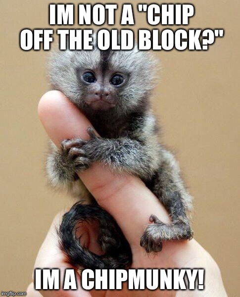 Little Monkey Wretch Nutz | IM NOT A "CHIP OFF THE OLD BLOCK?"; IM A CHIPMUNKY! | image tagged in tiny monkey | made w/ Imgflip meme maker