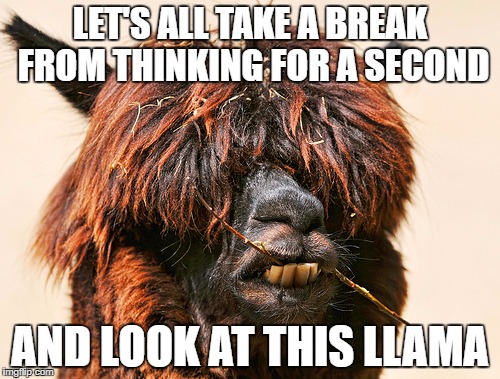 It doesn't matter who you vote for, we all like llamas. #FindingMiddleGround | LET'S ALL TAKE A BREAK FROM THINKING FOR A SECOND; AND LOOK AT THIS LLAMA | image tagged in take a break,llama,drama llama,bridging differences llama | made w/ Imgflip meme maker