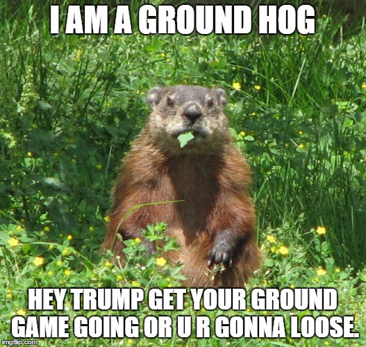 Ground Hog Eating | I AM A GROUND HOG; HEY TRUMP GET YOUR GROUND GAME GOING OR U R GONNA LOOSE. | image tagged in ground hog eating | made w/ Imgflip meme maker