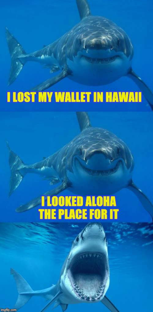 Bad Shark Pun  | I LOST MY WALLET IN HAWAII I LOOKED ALOHA THE PLACE FOR IT | image tagged in bad shark pun | made w/ Imgflip meme maker