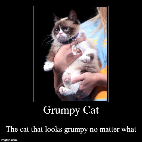 Grumpy Cat meets Demotivational Week, and decides to join. | image tagged in funny,demotivationals,cats,demotivational week,grumpy cat | made w/ Imgflip demotivational maker