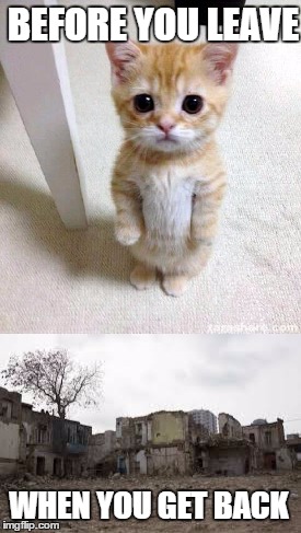 Never Trust Cats | BEFORE YOU LEAVE; WHEN YOU GET BACK | image tagged in warning sign,cute cat | made w/ Imgflip meme maker
