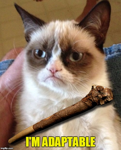 Grumpy Cat Meme | I'M ADAPTABLE | image tagged in memes,grumpy cat | made w/ Imgflip meme maker