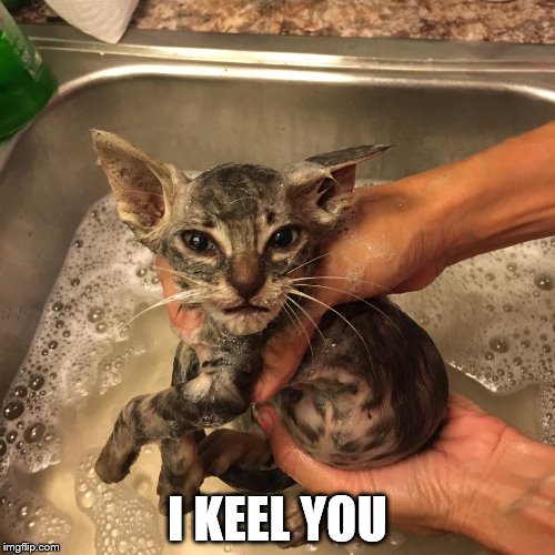 I KEEL YOU | image tagged in cat washed | made w/ Imgflip meme maker