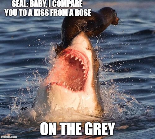 Kiss from a Rose | SEAL: BABY, I COMPARE YOU TO A KISS FROM A ROSE; ON THE GREY | image tagged in memes,travelonshark,seal | made w/ Imgflip meme maker