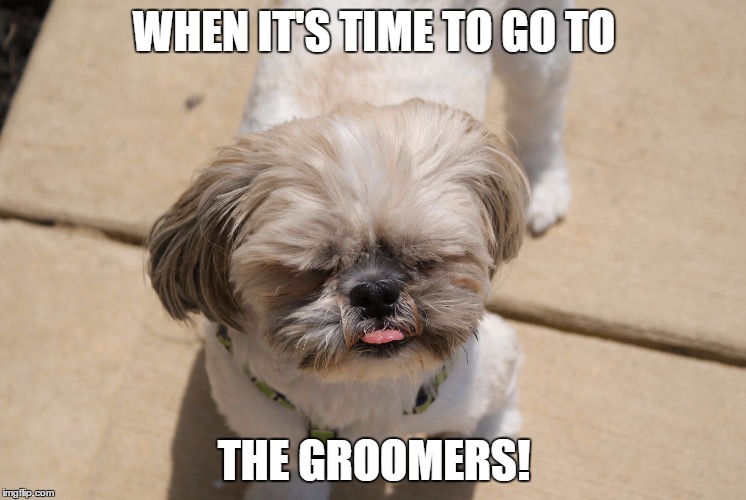 Oakley  | WHEN IT'S TIME TO GO TO; THE GROOMERS! | image tagged in oakley,shih tzu,groomer | made w/ Imgflip meme maker