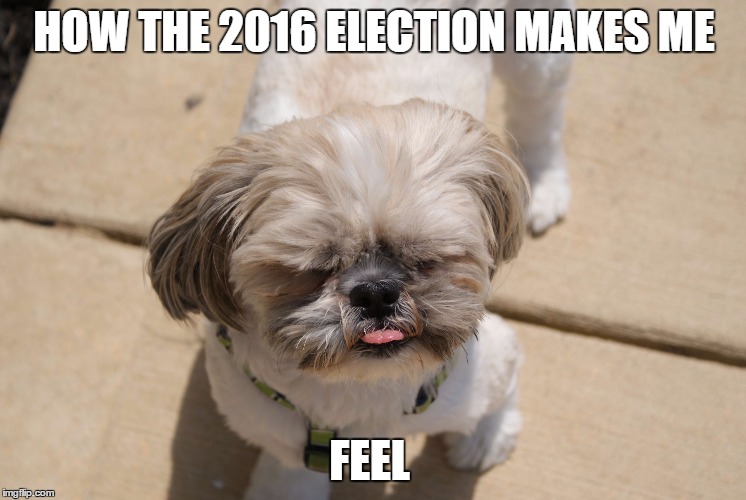 Oakley  | HOW THE 2016 ELECTION MAKES ME; FEEL | image tagged in oakley,election,shih tzu | made w/ Imgflip meme maker