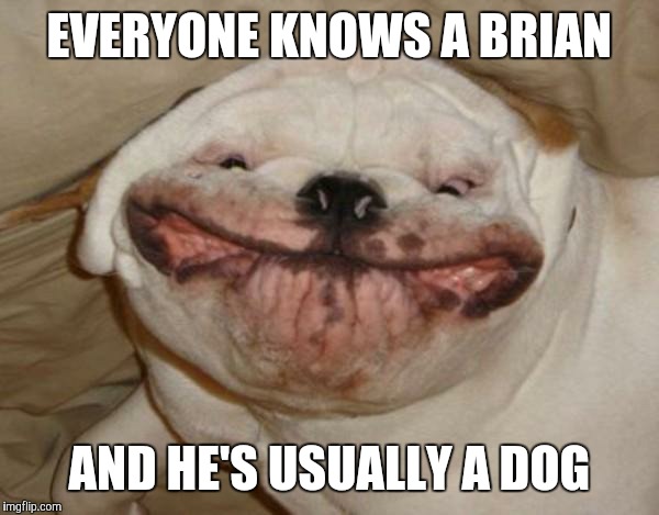 Ugly dog | EVERYONE KNOWS A BRIAN; AND HE'S USUALLY A DOG | image tagged in ugly dog | made w/ Imgflip meme maker