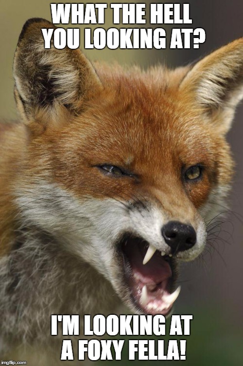 thefoxsays | WHAT THE HELL YOU LOOKING AT? I'M LOOKING AT A FOXY FELLA! | image tagged in thefoxsays | made w/ Imgflip meme maker