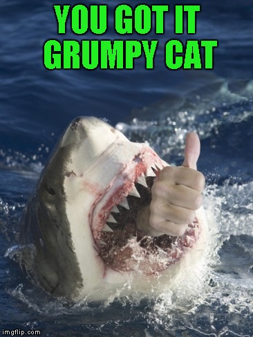 YOU GOT IT GRUMPY CAT | made w/ Imgflip meme maker